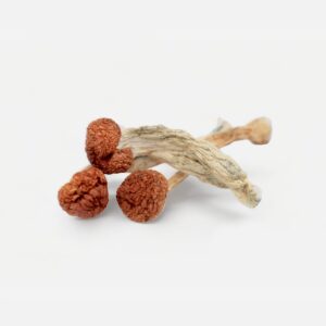 Buy Cambodian magic mushroom