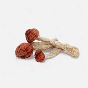 buy Amazonian magic mushroom