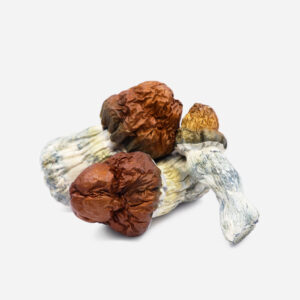 order Texas yellow cap mushrooms