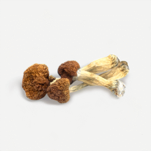 buy dried vietnames shroom
