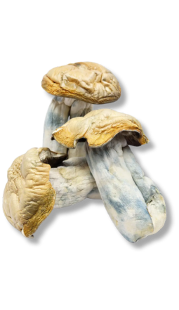 Dried magic mushroom for sale