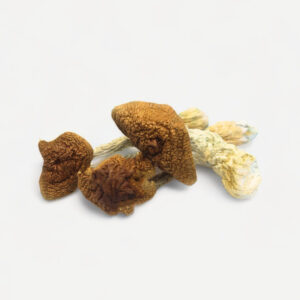 Buy golden teacher mushroom online