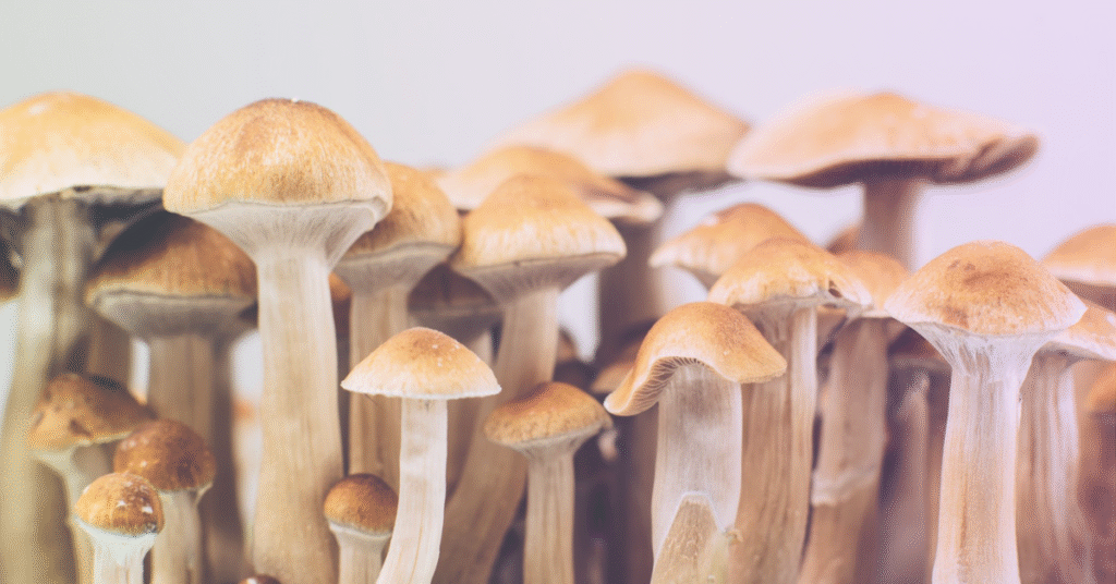 where to buy shrooms in denver