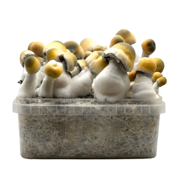 Buy Bluey Vuitton Magic Mushroom Grow Kit