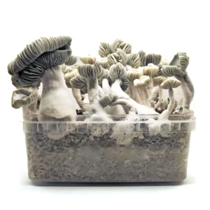 Jack Frost indoor mushroom grow kit