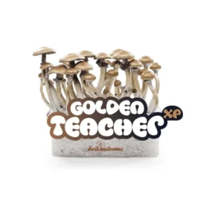 Magic mushroom grow kit with spores usa
