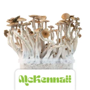Psychedelic mushroom grow kits
