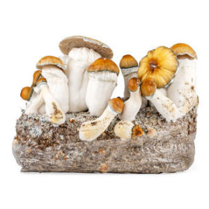 Psilocybin shroom grow bag online shop