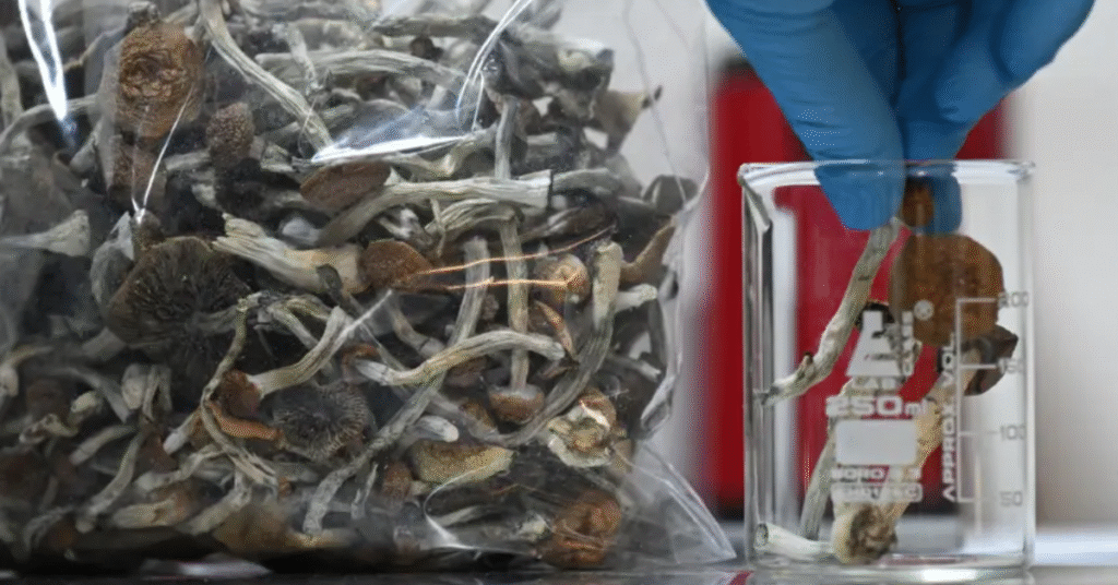 where can you buy magic mushrooms legally